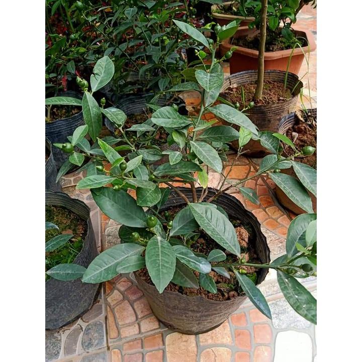 Cây giống Chanh Cao Sản