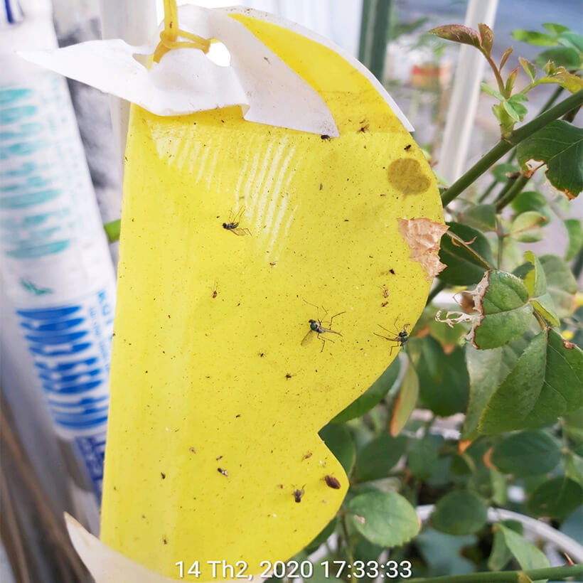 Miếng Dính Vàng Bẫy Côn Trùng Israel - Sticky Yellow Roll dùng bẫy các loại Côn Trùng Bay ngây hại rau sạch như Ruồi, Bọ Phấn, Bọ Trĩ, Bướm và côn trùng khác...