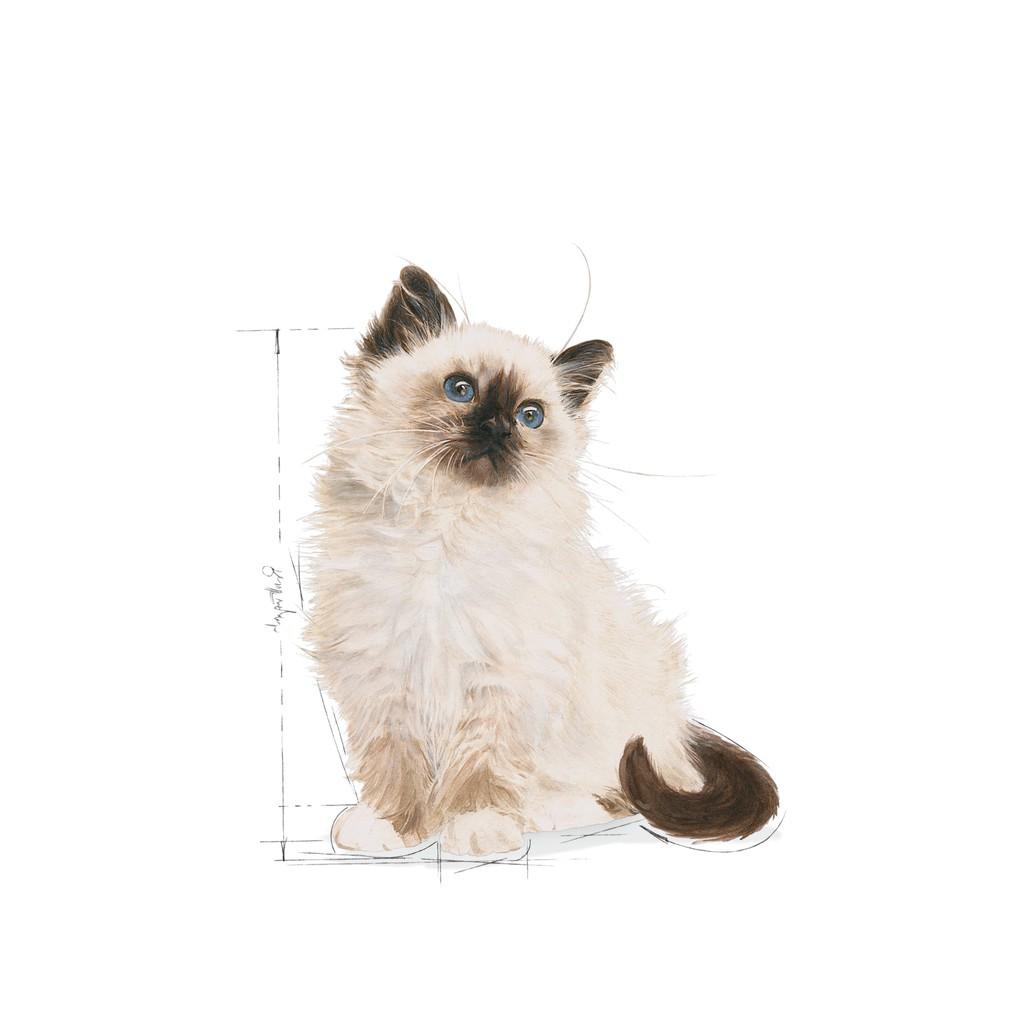 Hạt Royal Canin Kitten Cho Mèo Con