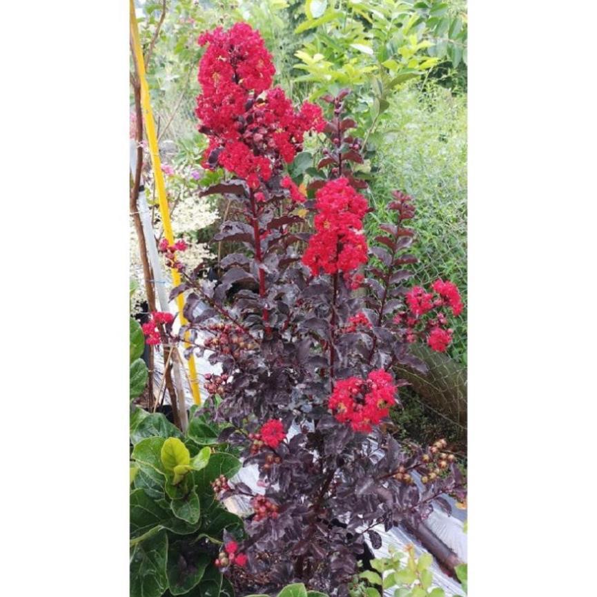 CHẬU CÂY HOA TƯỜNG VI HUYẾT LONG CAO 1m