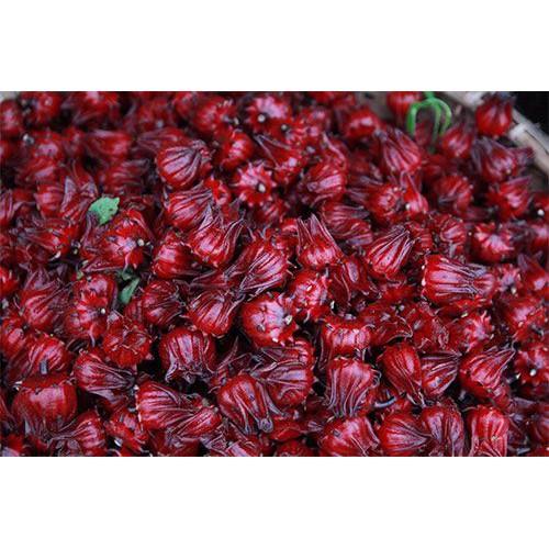 Gói 1g hạt giống atiso đỏ