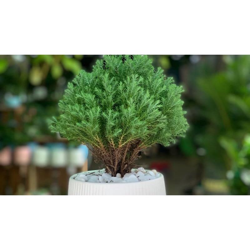 CÂY TÙNG BỒNG LAI *