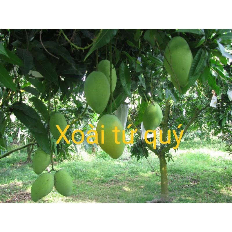 Cây giống Xoài Vàng Tứ Quý