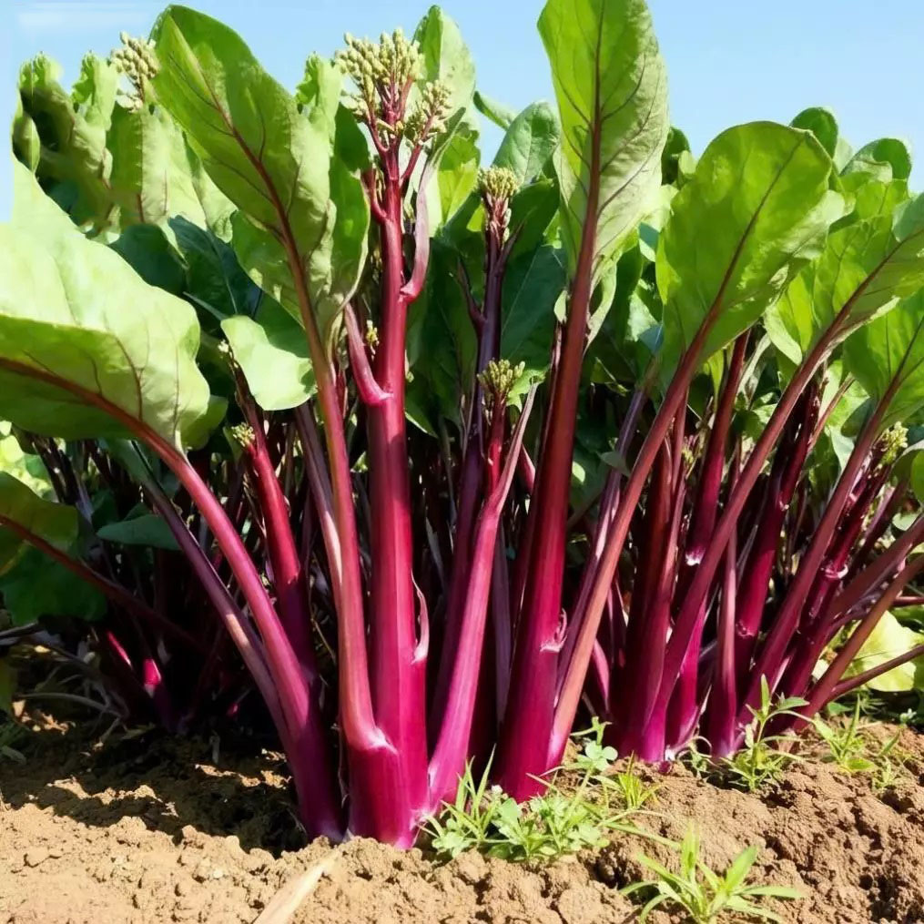 Hạt giống Cải ngồng Đỏ ngồng to nhiều đọt VTP201