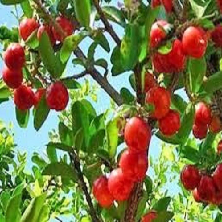 CÂY GIỐNG CÂY SƠ RI THÁI TRÁI NGỌT, SIÊU QUẢ, CAM KÉT CHUẨN GIỐNG F1