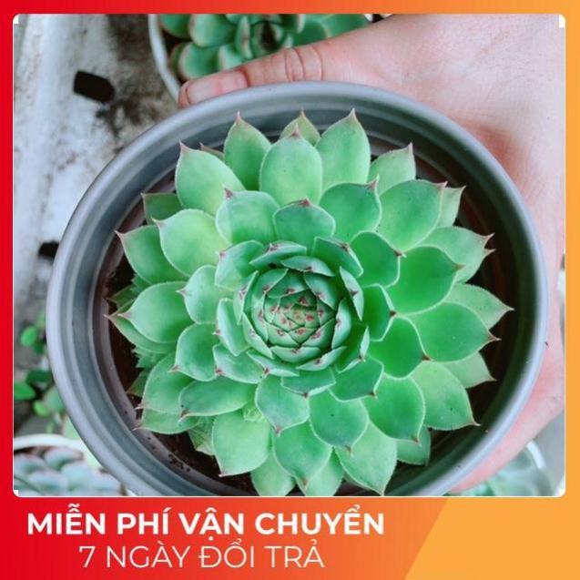 Sen Đá Phật Bà