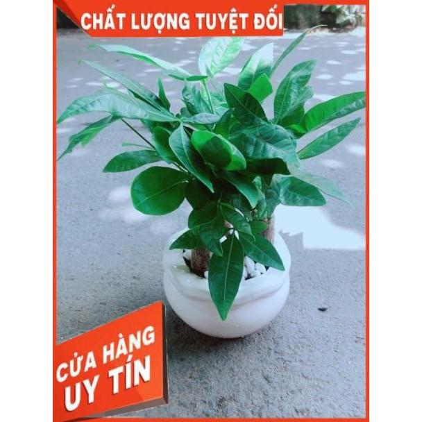 Chậu Kim Ngân 3 Thân