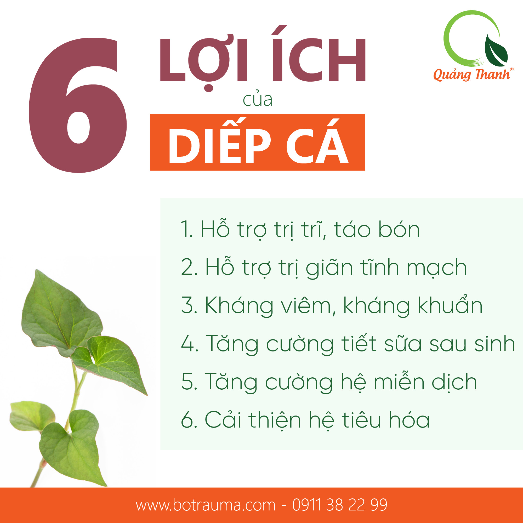 Bột Diếp Cá Quảng Thanh