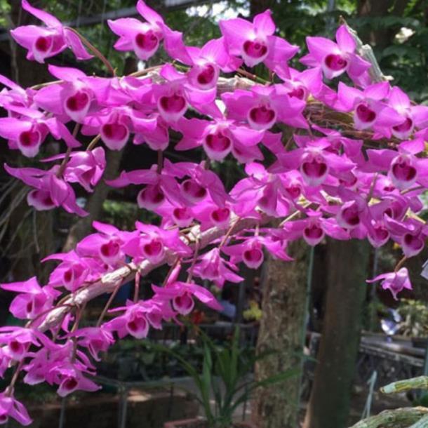 KIE LAN TRẦM TÍM GIỐNG