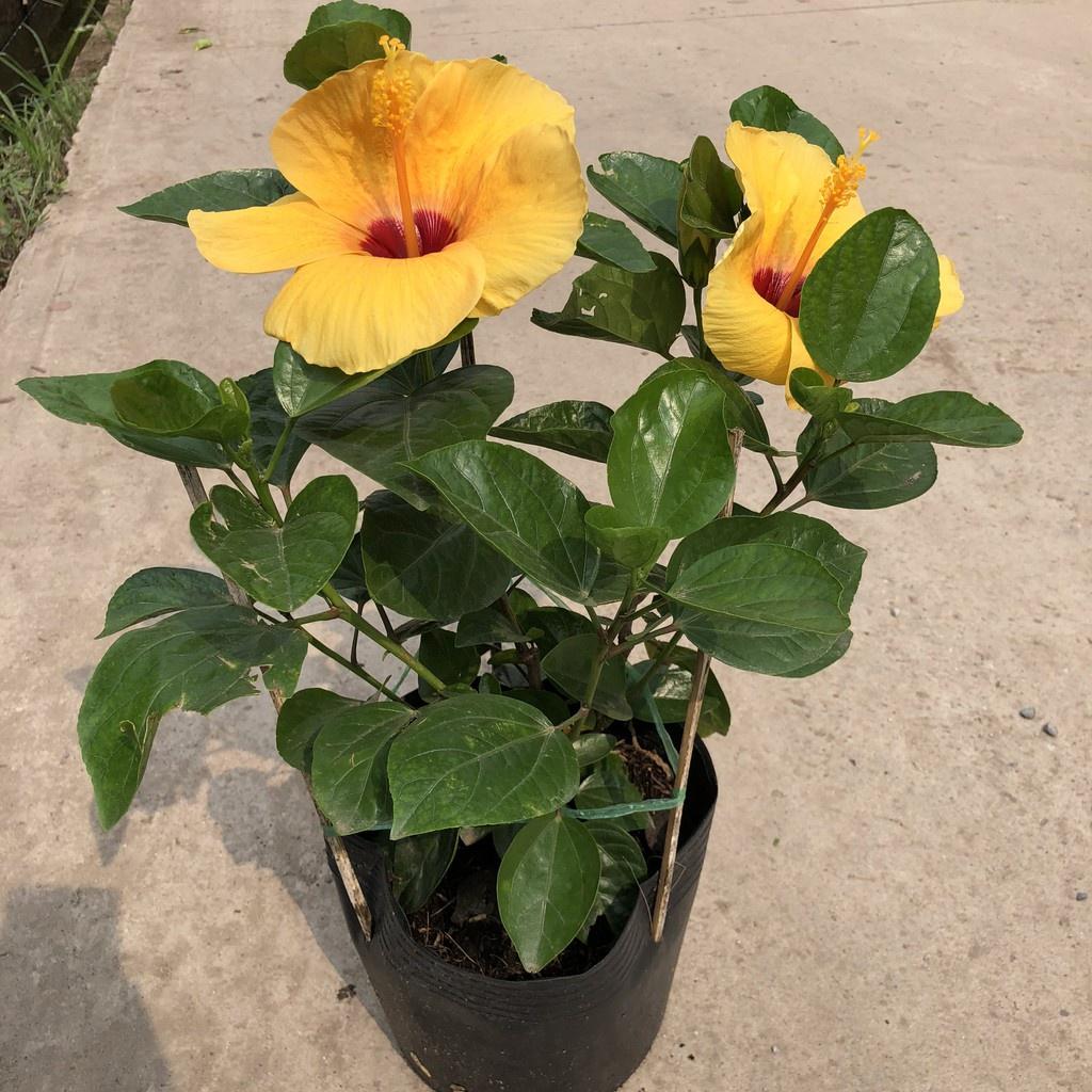 Hoa Dâm Bụt Thái vàng hoa cực to, chậu cây giống