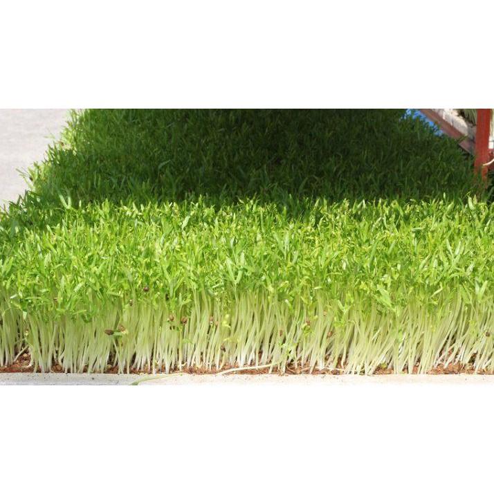 Hạt Giống Rau Muống Mầm, Rau Muống Ăn Non