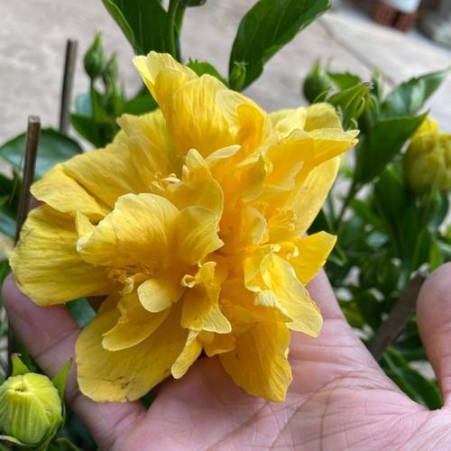 CHẬU CÂY DÂM BỤT LÙN CÁNH KÉP MÀU VÀNG - NCCGHDBLCK