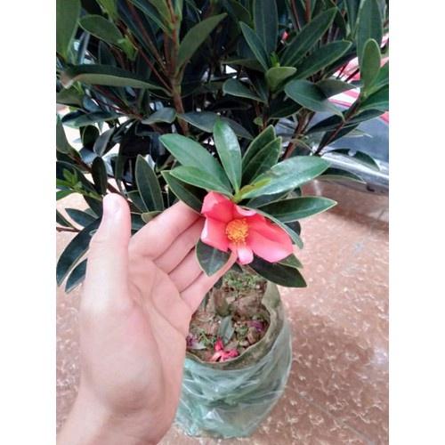 Cây Hoa TRÀ TỨ QUÝ nhập TRUNG QUỐC DÁNG 1 THÂN