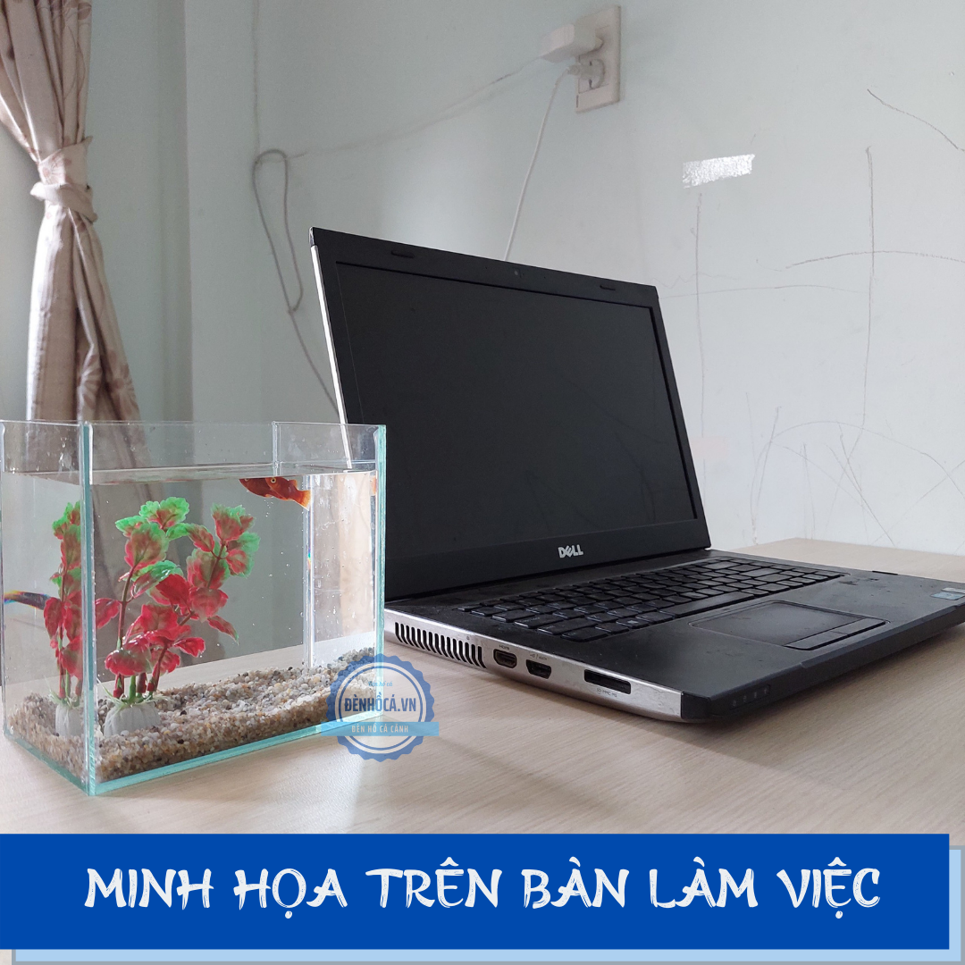 Bể cá mini BETTA nhỏ xinh kèm phụ kiện