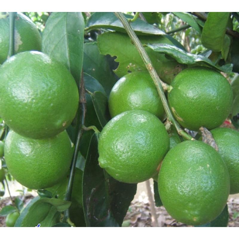 Cây giống chanh không hạt cho trái quanh năm.