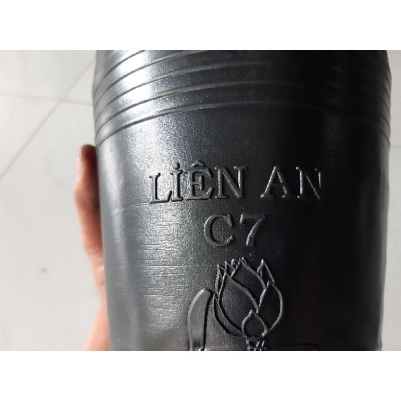 50 chậu c7 liên an