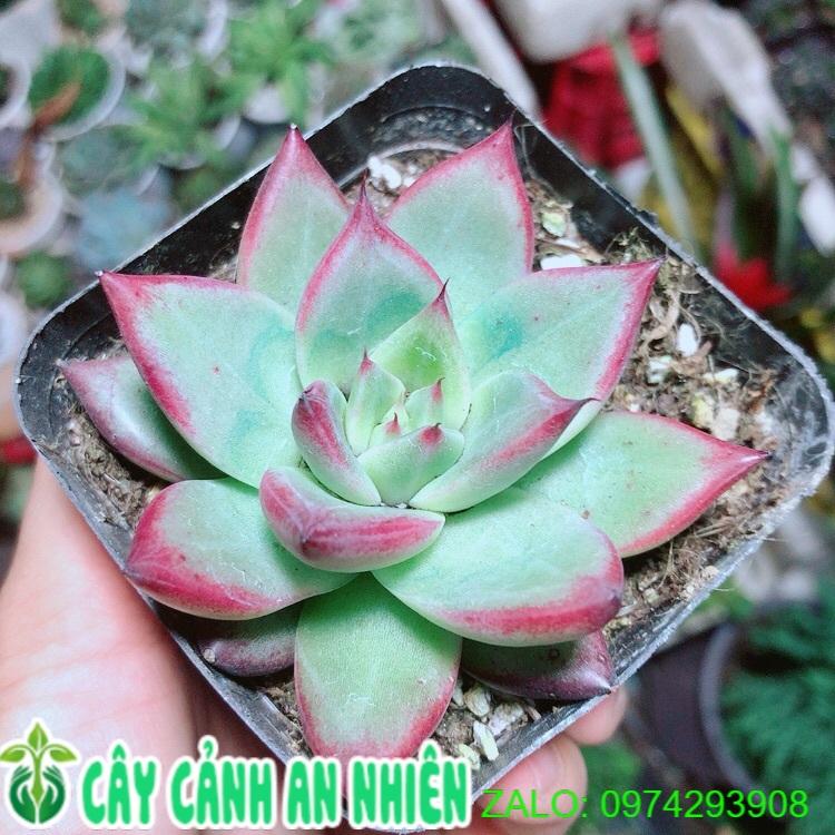 Sen Đá Đế Vương