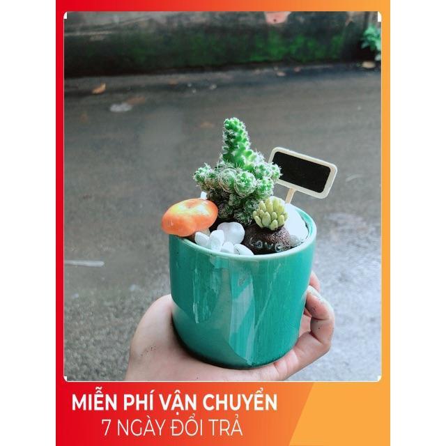 Chậu Xương Rồng Tiểu Cảnh