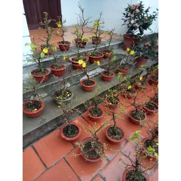 HOA MAI VÀNG SẴN NỤ ĐÓN TẾT