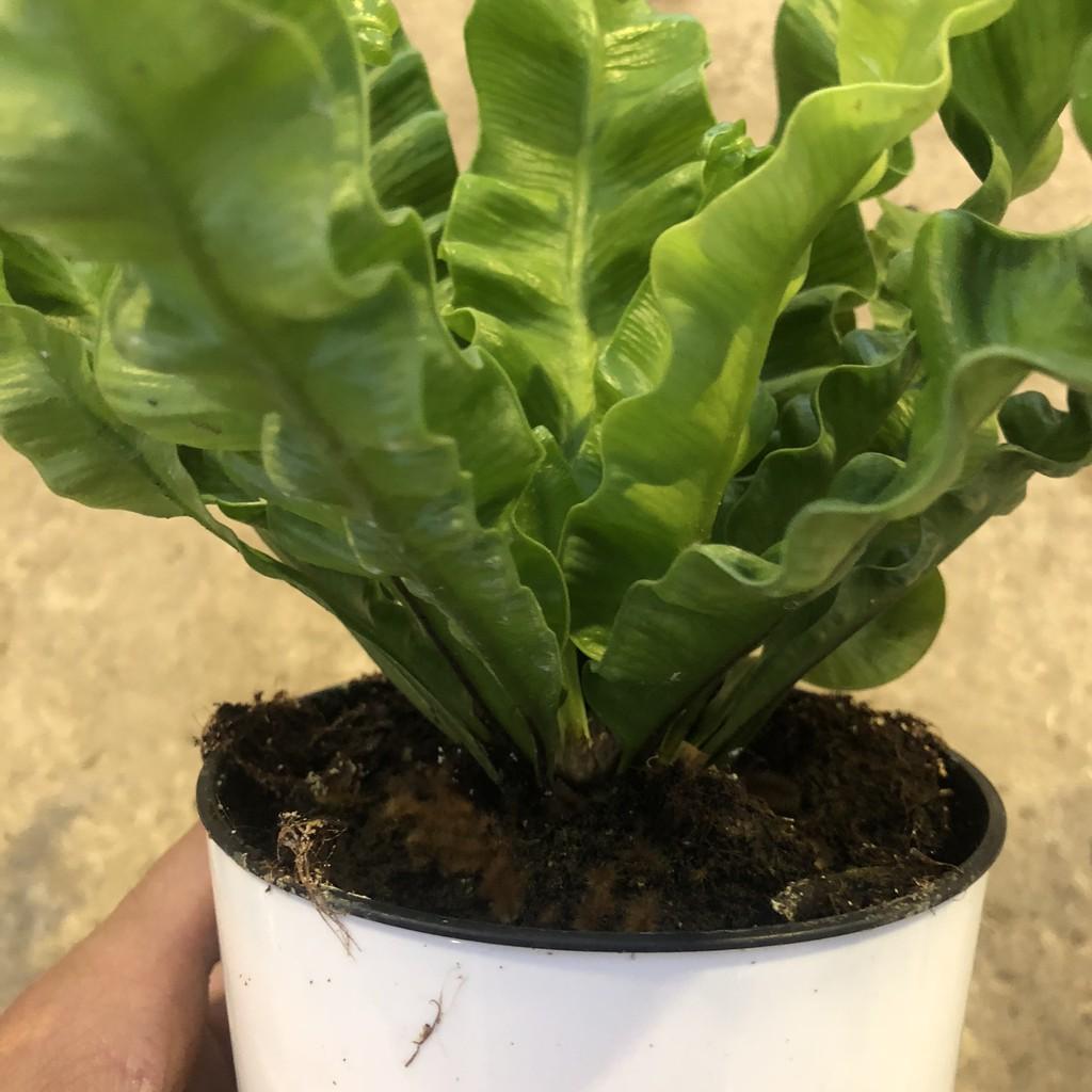 Cây tổ yến để bàn, chiều cao cây 20-25cm lá uốn xoăn cực bắt mắt sức sống cực tốt, thích hợp trang trí nội thất