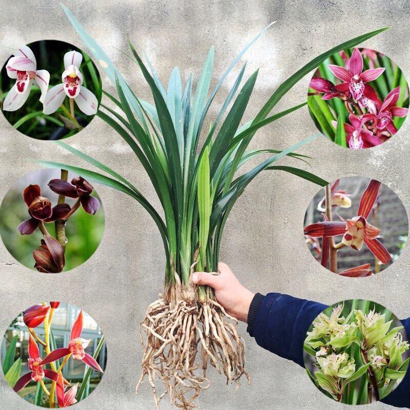 Chậu ĐỊA LAN TRUNG QUỐC - CHẬU TO mặt hoa cực đẹp, cực hiếm - CÂY Y HÌNH
