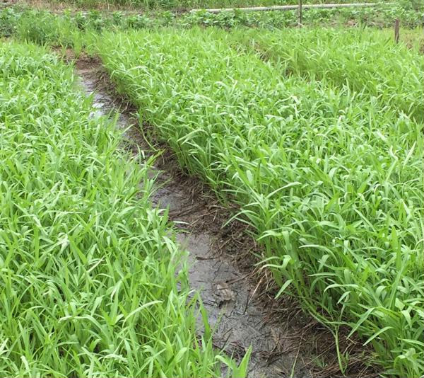 03 Gói Hạt Giống Rau Muống Tre - Nảy Mầm Cực Chuẩn