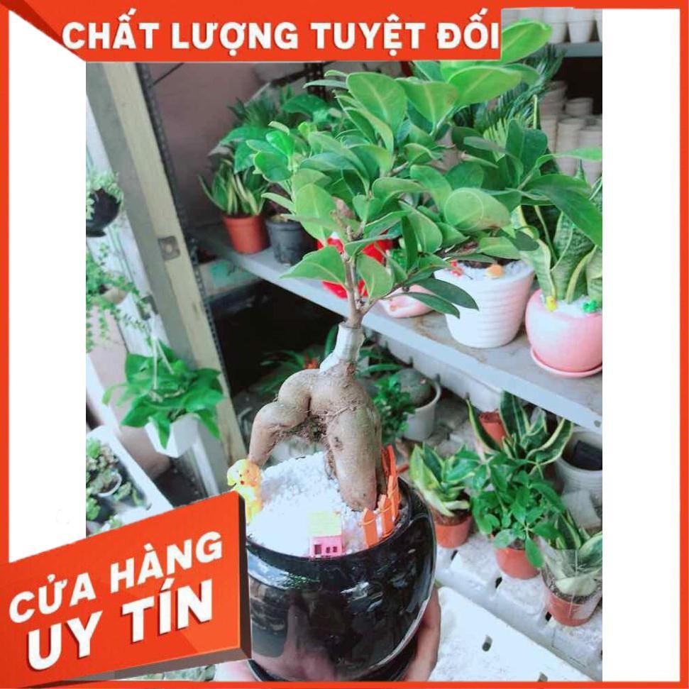 Chậu cây si bonsai Nhiều Người Mua
