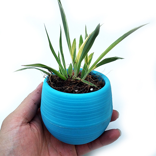 Chậu nhựa tròn thông minh trồng cây để bàn - 10 chậu
