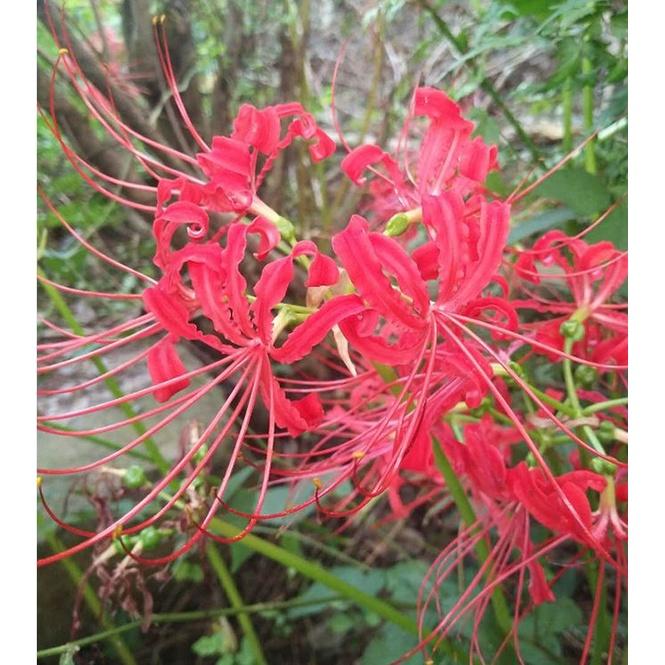 Combo 3 Củ giống hoa bỉ ngạn hoa màu đỏtặng kèm 3 viên nén