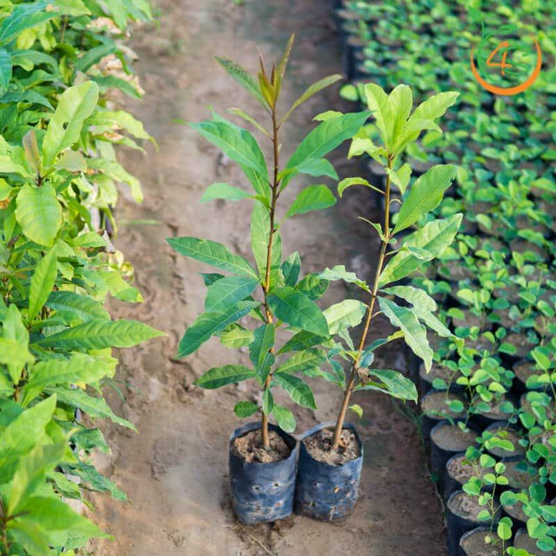Cây lộc vừng giống - cây giống