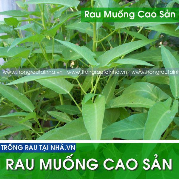 Hạt giống rau muống- 50g