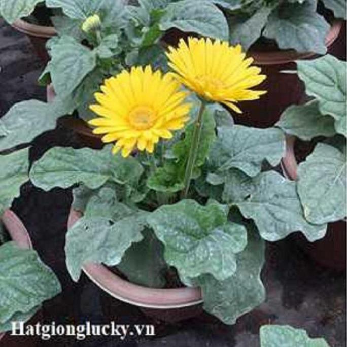 CHẬU HOA ĐỒNG TIỀN LÙN HÀ LAN, ĐỦ MẶT HOA