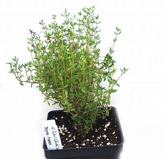 Hạt Giống Cỏ Xạ Hương Thyme