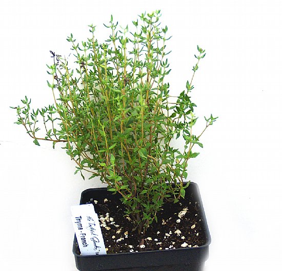 Hạt Giống Cỏ Xạ Hương Thyme (50H)