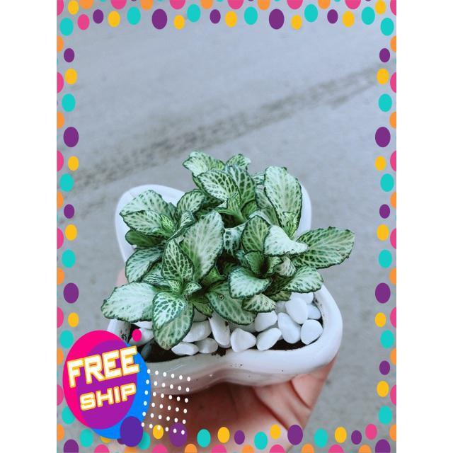 Chậu Cẩm Nhung Xanh
