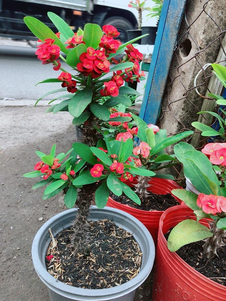Cây Xương Rồng Bát Tiên