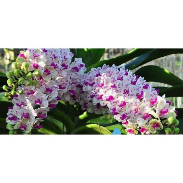 Sản Phẩm Hoa Lan Ngọc Điểm Rừng