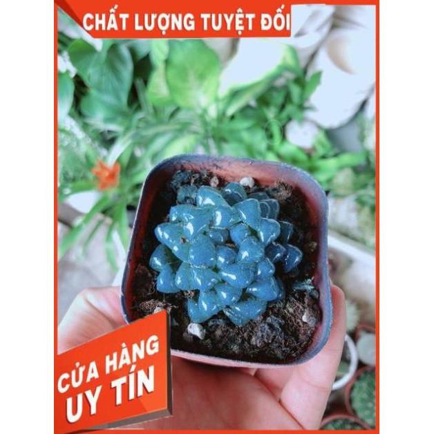 Kim Cương Xanh Dương