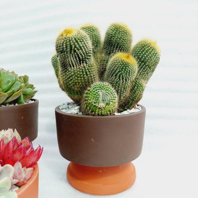 Chậu đất nung Bình Dương - Trụ lùn, miệng chậu 15cm, chiều cao 7cm