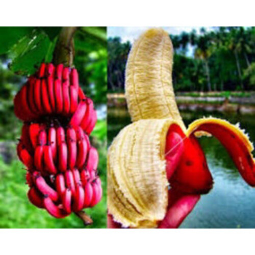 Cây Chuối Đỏ Dacca - Nhà vườn Xuân Khương