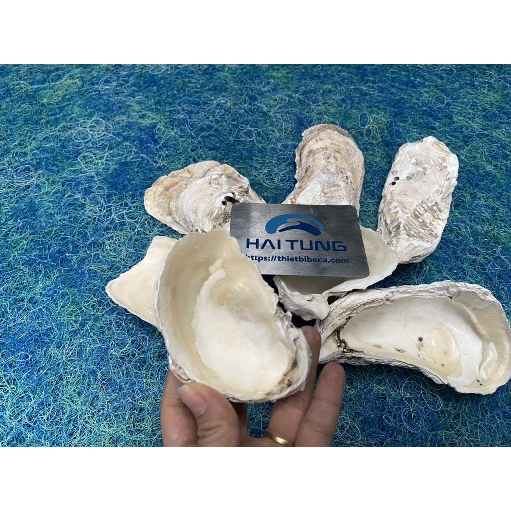 VỎ HÀU ION - VẬT LIỆU LỌC NƯỚC HỒ CÁ - GIÚP ỔN ĐỊNH PH NƯỚC