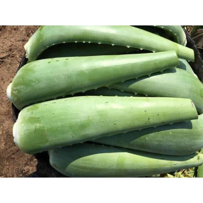 CHẬU CÂY NHA ĐAM THÁI, BẸ SIÊU TO,SIÊU DỄ TRỒNG, SIÊU NĂNG SUẤT, SIÊU KINH TẾ