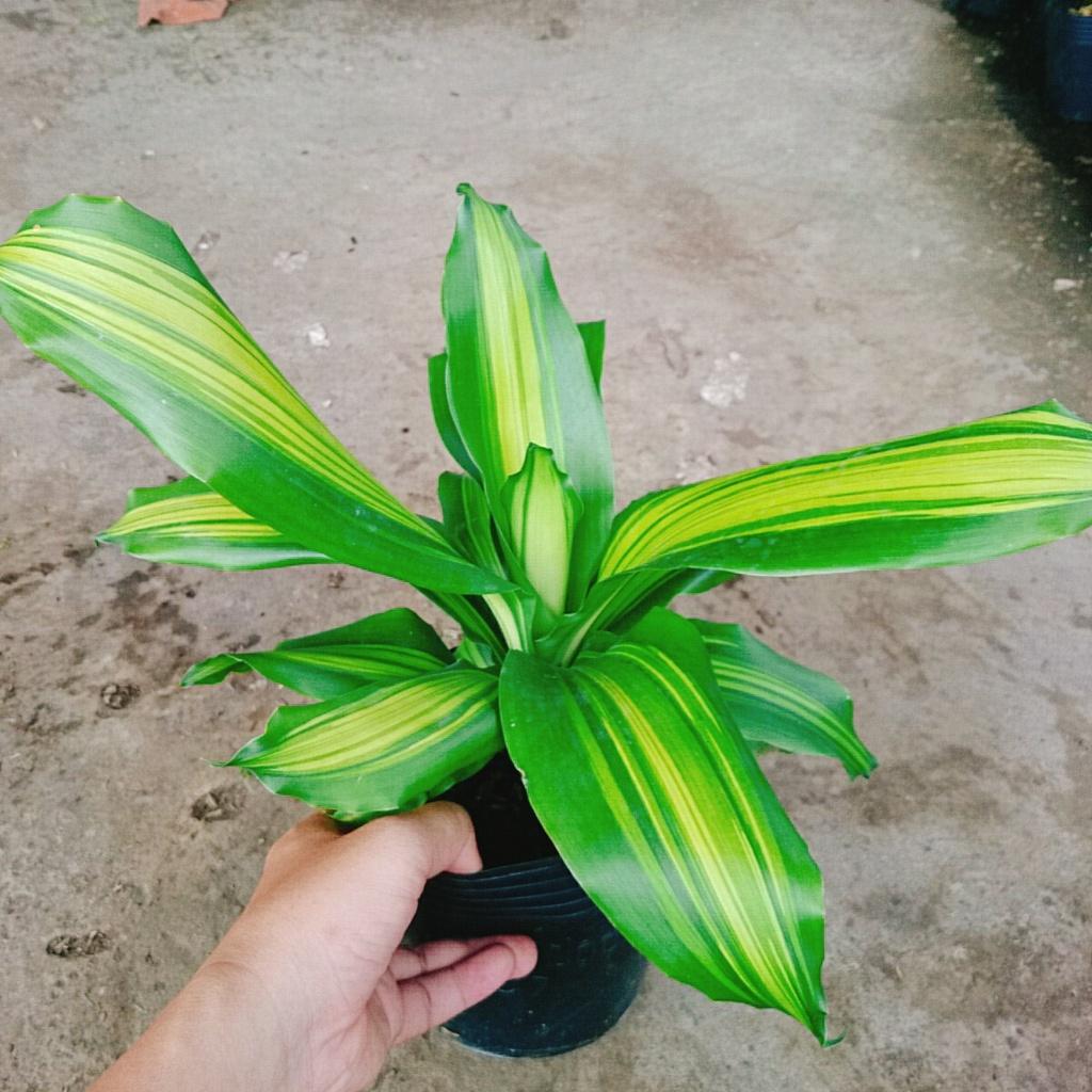 Cây Phát Tài - cây cảnh trong nhà + tặng phân bón cho cây mau lớn