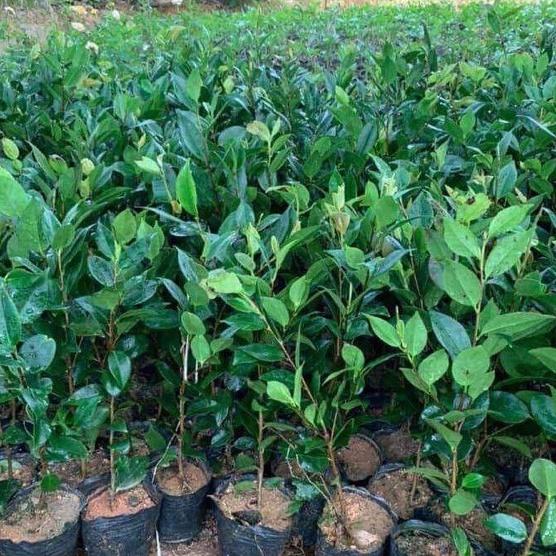 CÂY HOA TRÀ MI GIỐNG NHIỀU MÀU