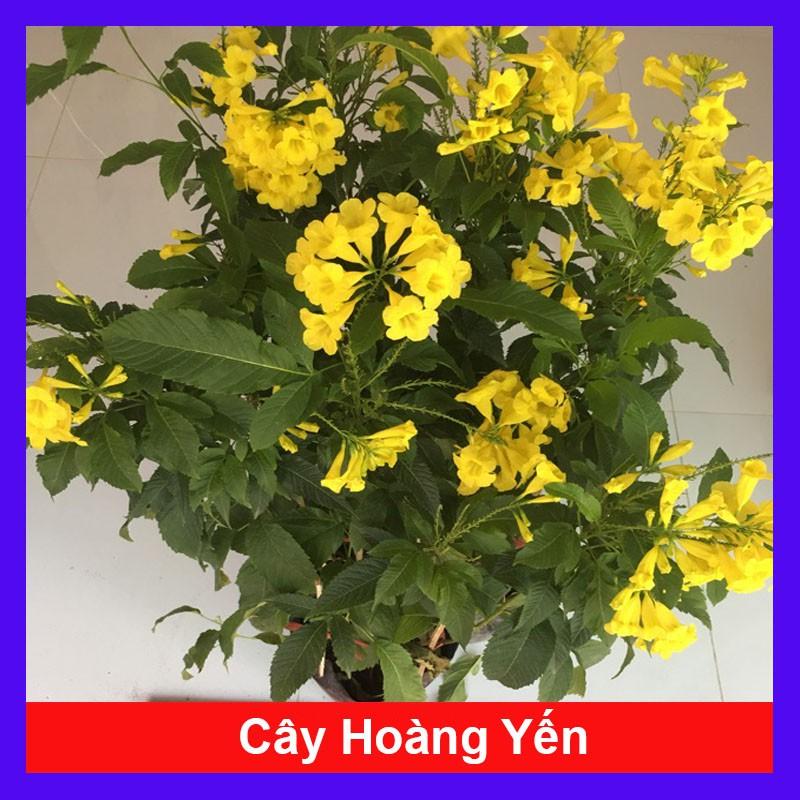 Cây Hoàng Yến - Cây cảnh vườn