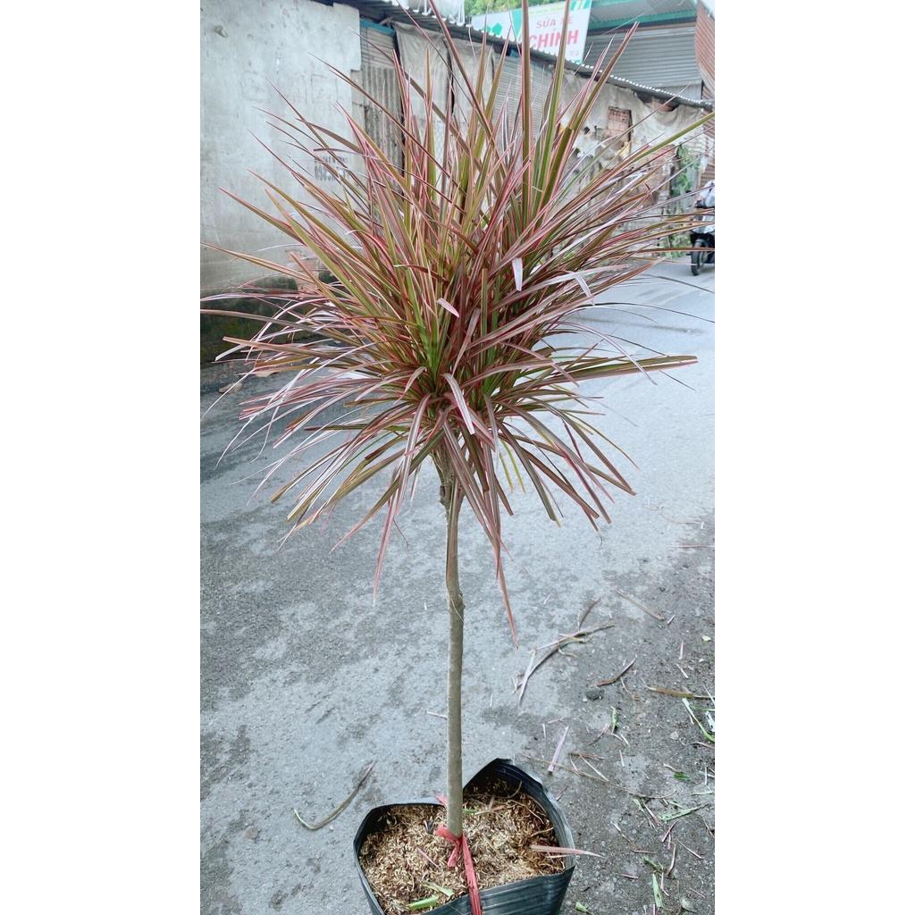 Cây Huyết Phất Dụ Kiếm