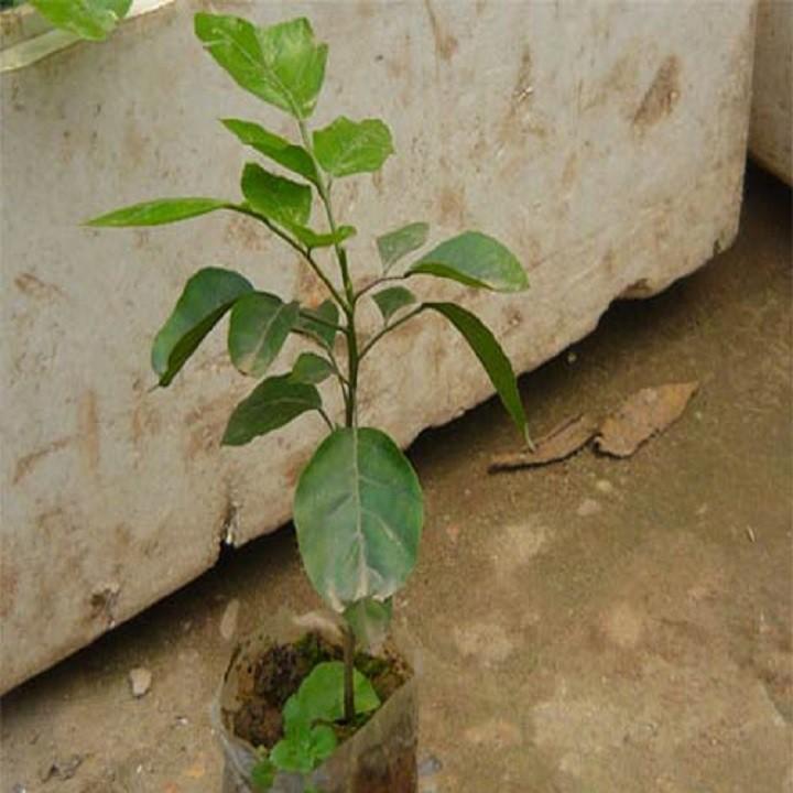 CÂY GIỐNG QUẤT HỒNG BÌ SIÊU NGỌT