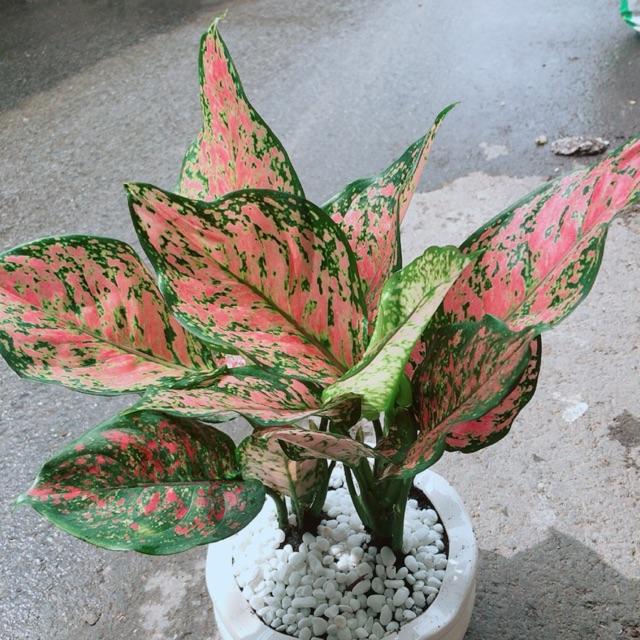 Chậu Vạn Lộc