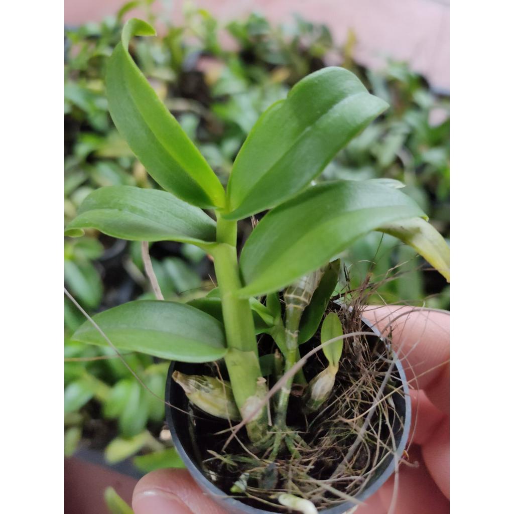 Phi Điệp Đột Biến 5 Cánh Trắng Phú Quý