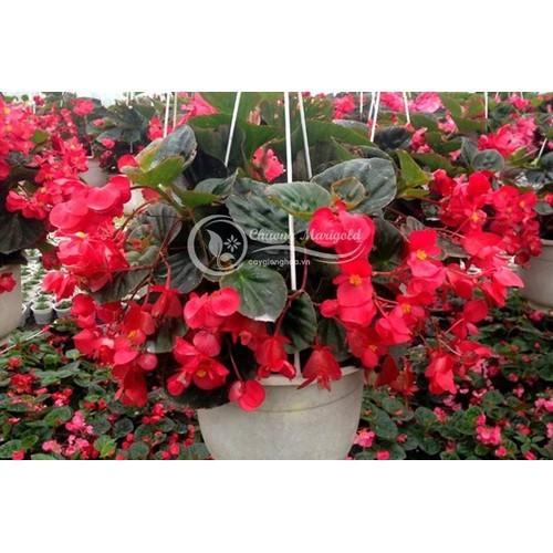 THU HẢI ĐƯỜNG,THU HẢI ĐƯỜNG-CHẬU ĐANG HOA - kh14dl